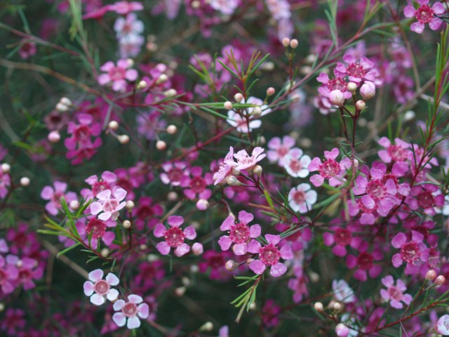 http://www.australisplants.com.au/ornamentals/images/growing/chamelauciumBurgundyBlush1.jpg