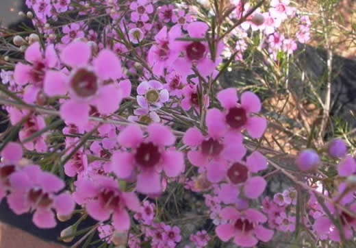 http://www.australisplants.com.au/ornamentals/images/growing/chamelauciumLilacSpring1.jpg