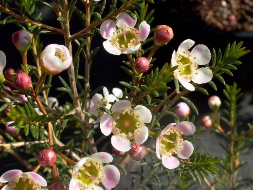 http://www.australisplants.com.au/ornamentals/images/growing/chamelauciumStefansDelight1.jpg